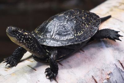 Close-up of turtle