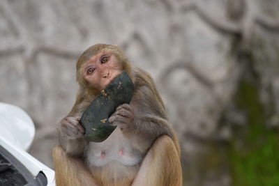 Close-up of monkey sitting outdoors