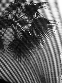 Palm trees against sky