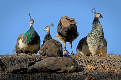 Low angle view of birds perching on rock