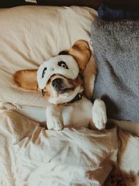 High angle view of dog relaxing on bed