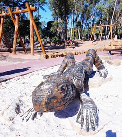 View of an animal on sand