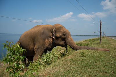 Elephant on field against sky