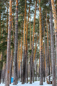 Trees in forest during winter