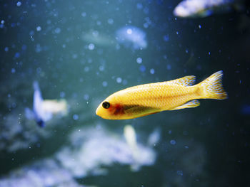 Close-up of fish in aquarium