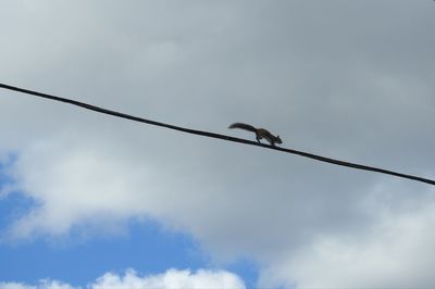 Low angle view of bird perching on cable against sky