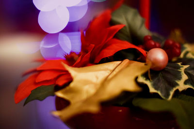 Close-up of red flower