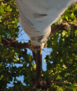 Low angle view of tree