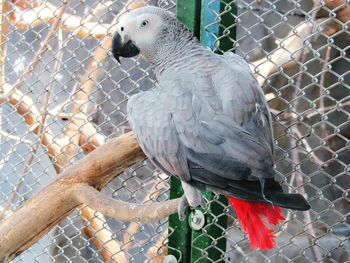 Close-up of bird perching on chainlink fence