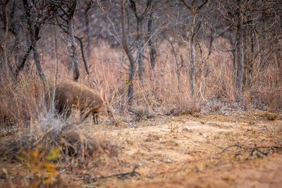 Mammal walking on land