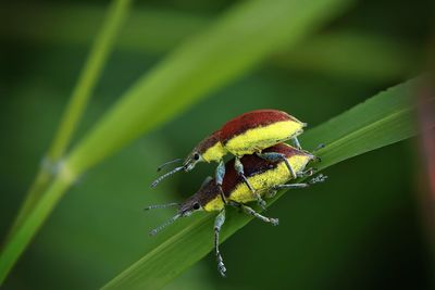 Close-up of insect on plant