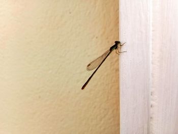 Close-up of fly on wall