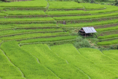 Scenic view of rice field