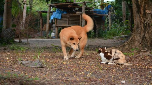 Dogs in a farm