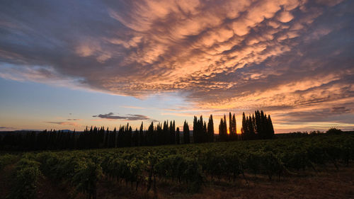 Scenic view of agricultural field against sky during sunset