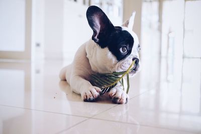 Close-up of bulldog with leaf lying on floor at home