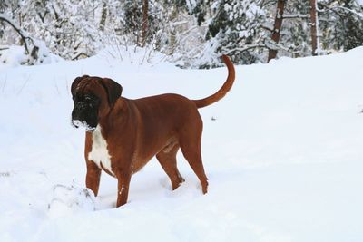 Dog standing on snow field during winter