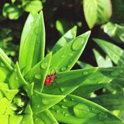 Close-up of insect on leaf