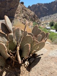 Cactus plant growing on field