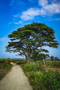 Tree on field by road against sky