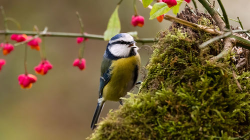 Close-up of bird perching on branch