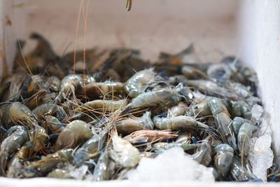 Close-up of frozen shrimp for sale at market