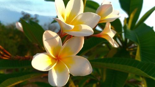 Close-up of frangipani blooming outdoors