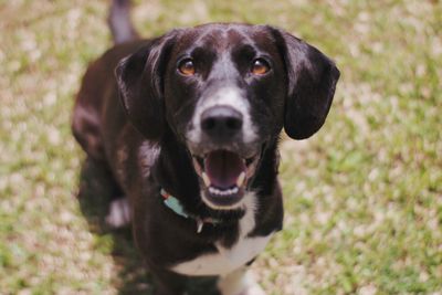 Portrait of black dog