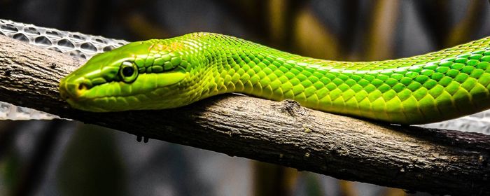 Close-up of green lizard on tree