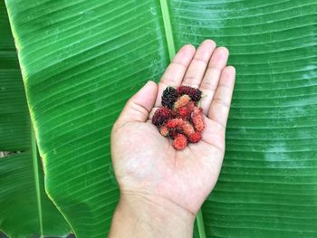 Close-up of hand holding fruit against banana leaf