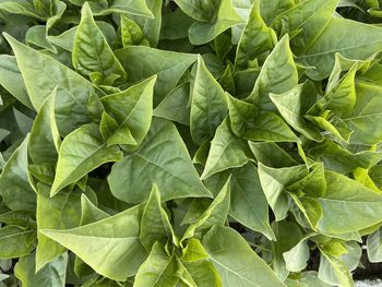 Full frame shot of green leaves