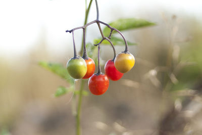 Close-up of cherries on plant