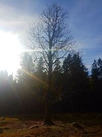 Bare tree in forest against sky