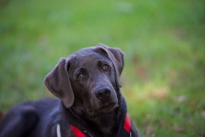 Close-up portrait of a dog