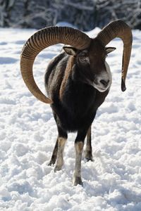 Close-up of sheep on snow covered field