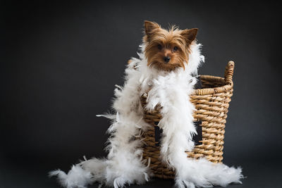 Portrait of yorkshire terrier with white feather boa in basket against black background