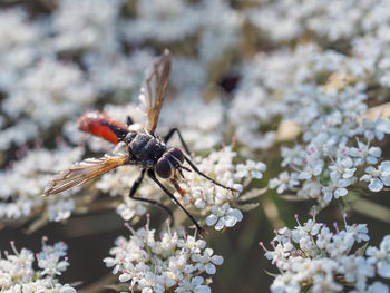 Close-up of insect on white flower