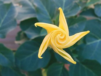 Close-up of yellow flower blooming outdoors