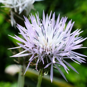 Close-up of flower