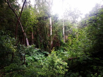 Trees in forest