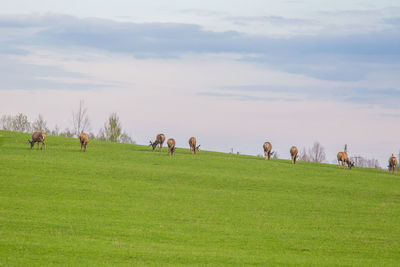 Stags grazing on field against sky during sunset