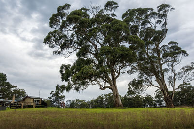 Trees and plants growing on field against sky