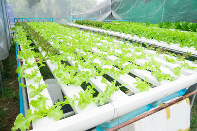 High angle view of plants growing in greenhouse