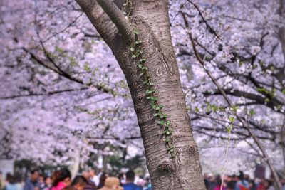 Close-up of flower tree