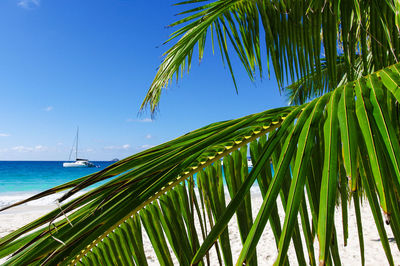 Palm tree by sea against sky