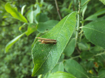 Close-up of insect on leaf