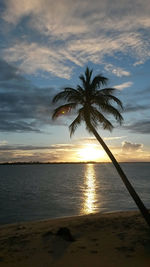 Palm tree by sea against sky during sunset