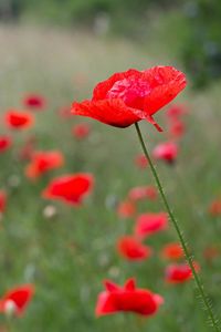 Close-up of red poppy on field