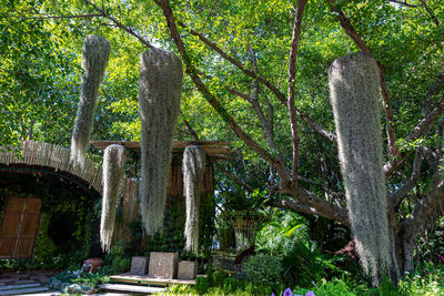 Low angle view of old trees in forest