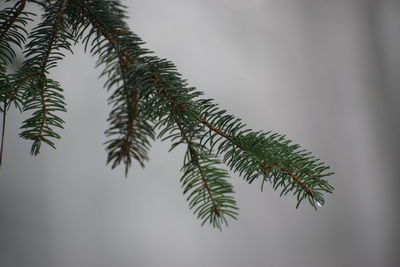 Close-up of pine tree leaves